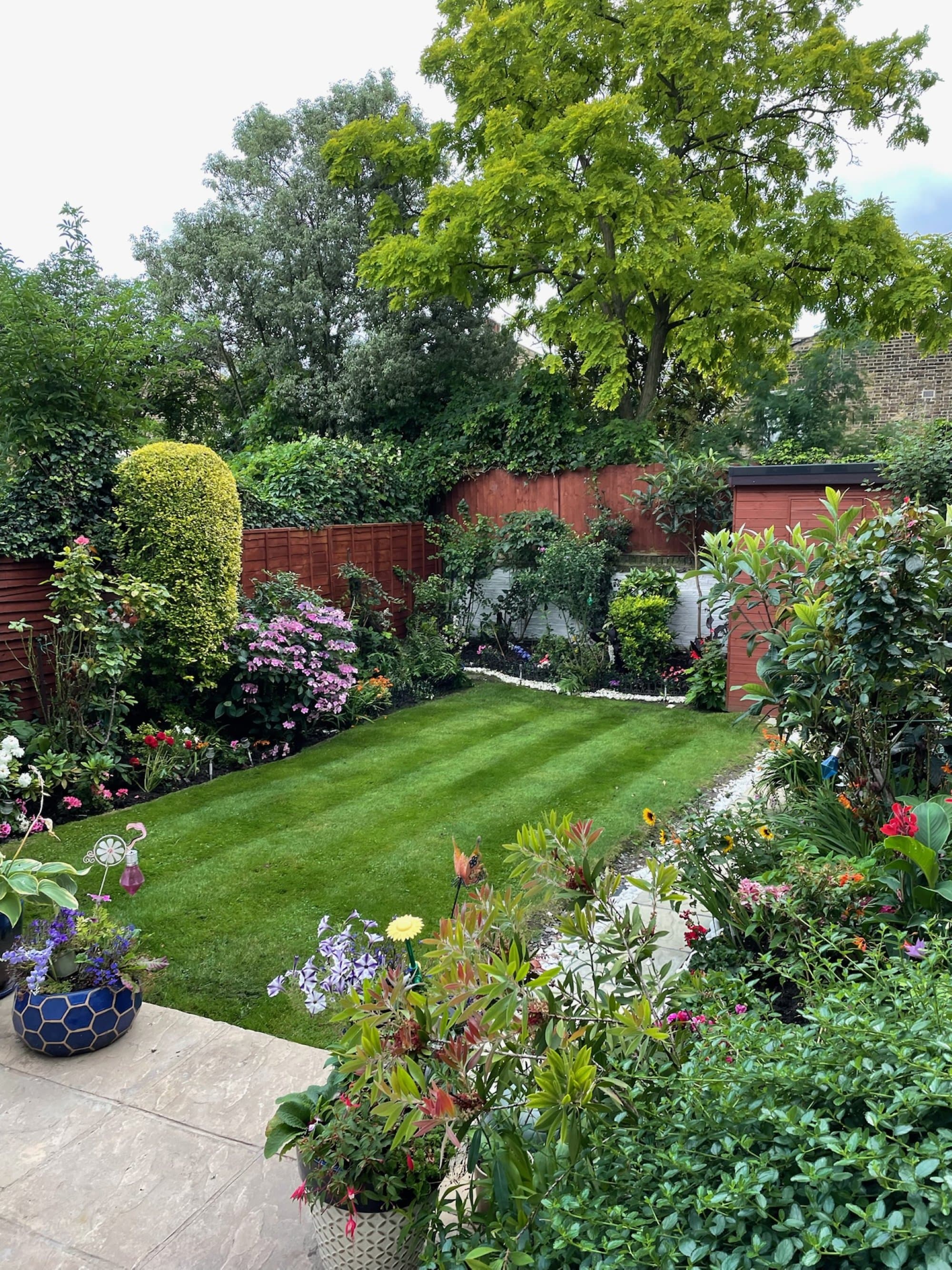 A lush, mature North London back garden with a neatly striped lawn between deep, colourful flower borders, clipped topiary and a timber garden studio at the far end.