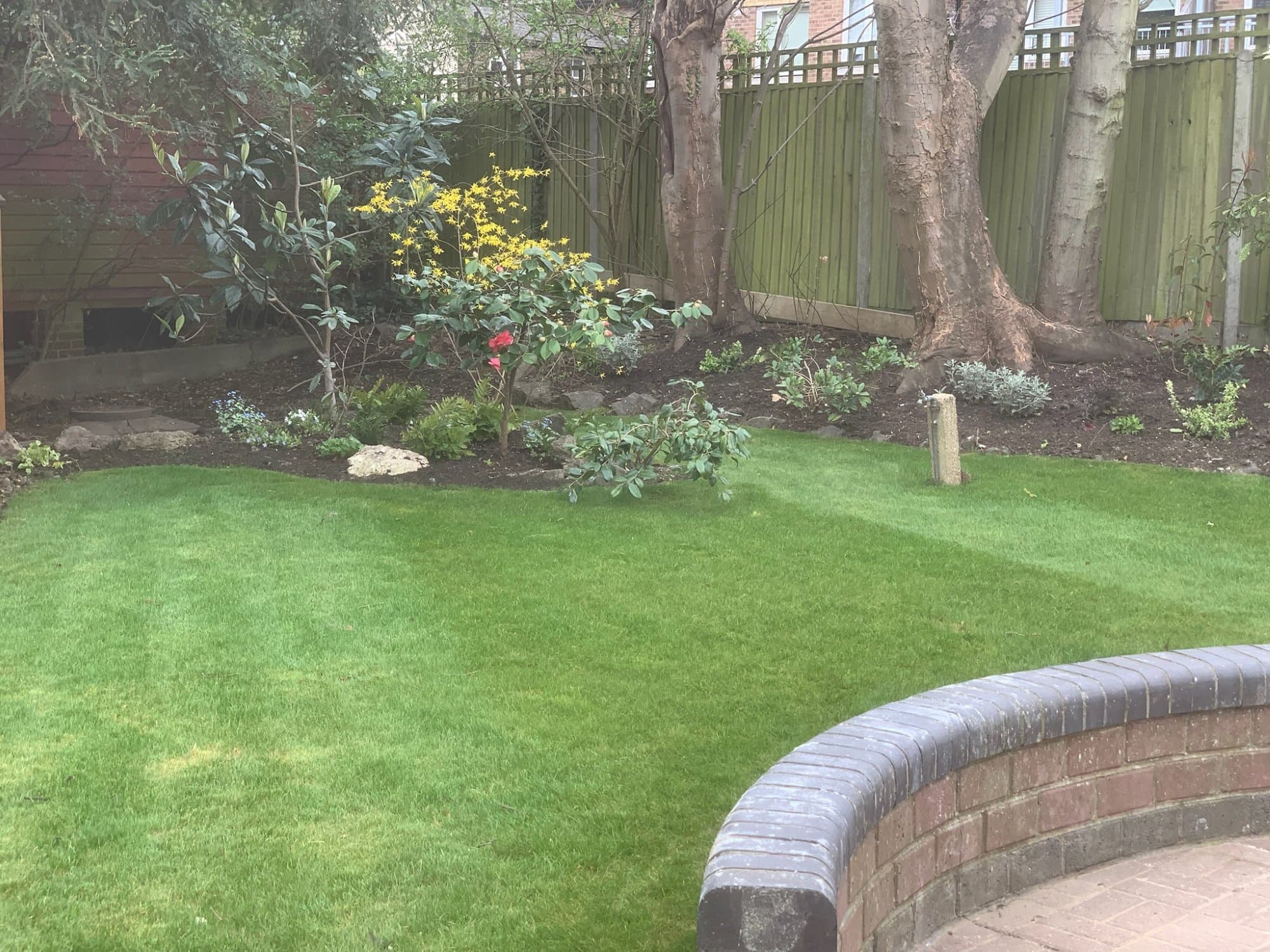 A freshly landscaped North London back garden with a broad new lawn, a planted border of camellia, forsythia and shrubs beneath mature trees, and a curved brick-edged raised bed.