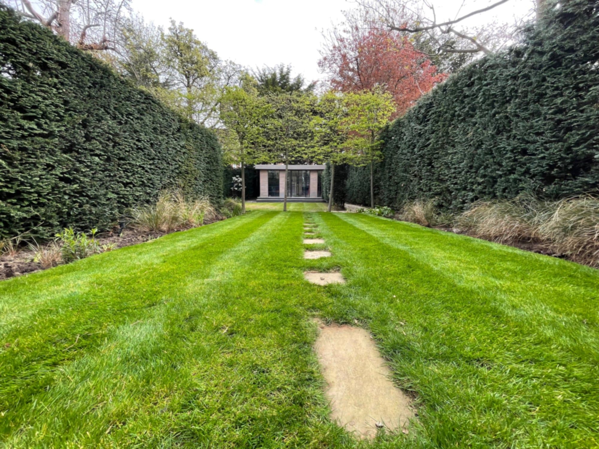 A striped, restored lawn running down the length of a formal Belsize Park garden, framed by tall clipped yew hedges with stepping stones and a garden studio at the far end