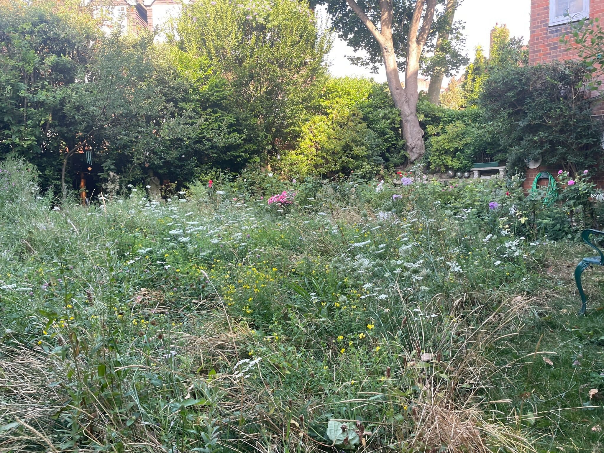A wildflower meadow in full bloom in a period Hampstead garden, with ragged robin and grasses set against a rose border, mature rhododendrons and a red brick house behind
