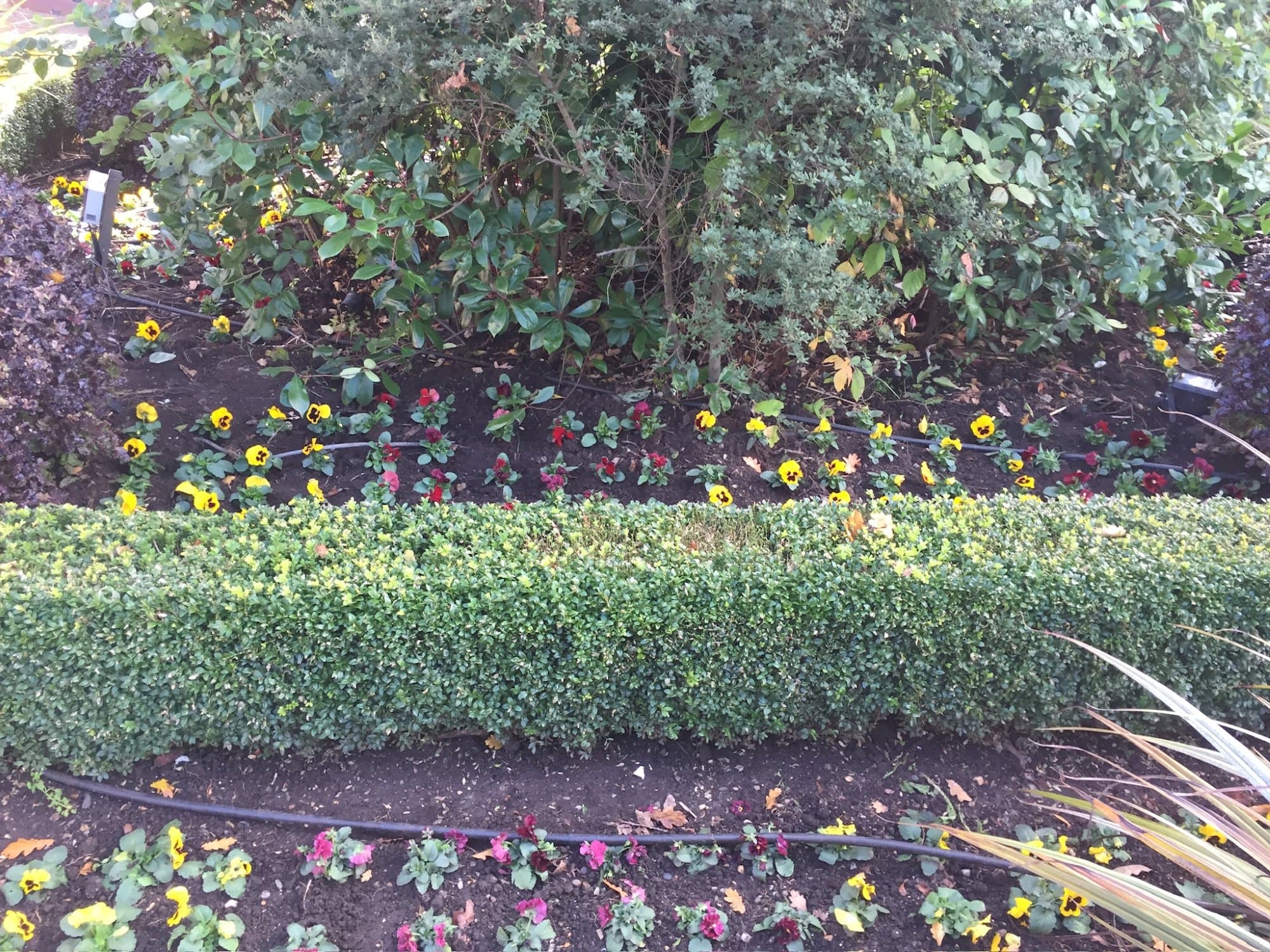 A freshly planted North London border, a clipped box hedge fronting newly bedded pansies and violas beneath established evergreen shrubs, with drip irrigation run in.